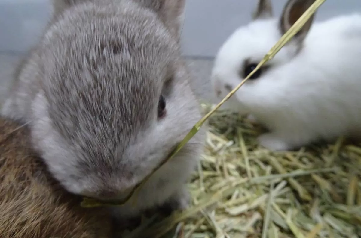 ペット用【飼料】