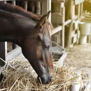 1番刈りとは？シングルとは？チモシー牧草1番刈りなどおすすめの飼料を解説！のサムネイル