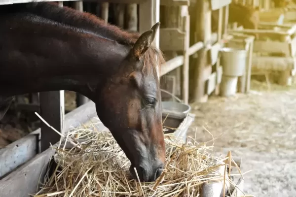 1番刈りとは？シングルとは？チモシー牧草1番刈りなどおすすめの飼料を解説！