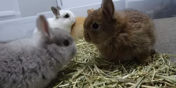 ペット用【飼料】のサムネイル